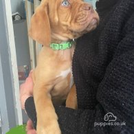 Dogue De Bordeaux - Both