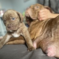 Dogue De Bordeaux - Both