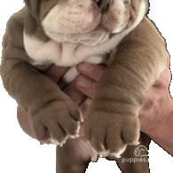 English Bulldog - Bitches