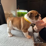 English Bulldog - Both