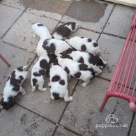 English Springer Spaniel - Both