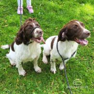 English Springer Spaniel - Both