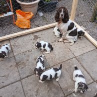 English Springer Spaniel - Both