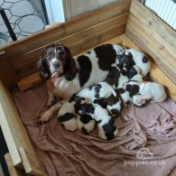 English Springer Spaniel - Both