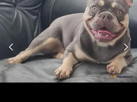 French Bulldog