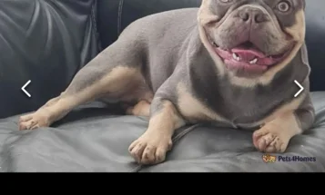 French Bulldog