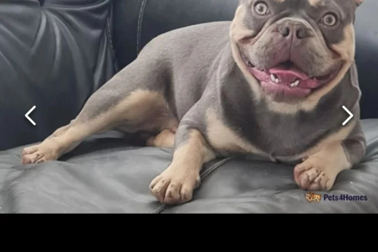 French Bulldog