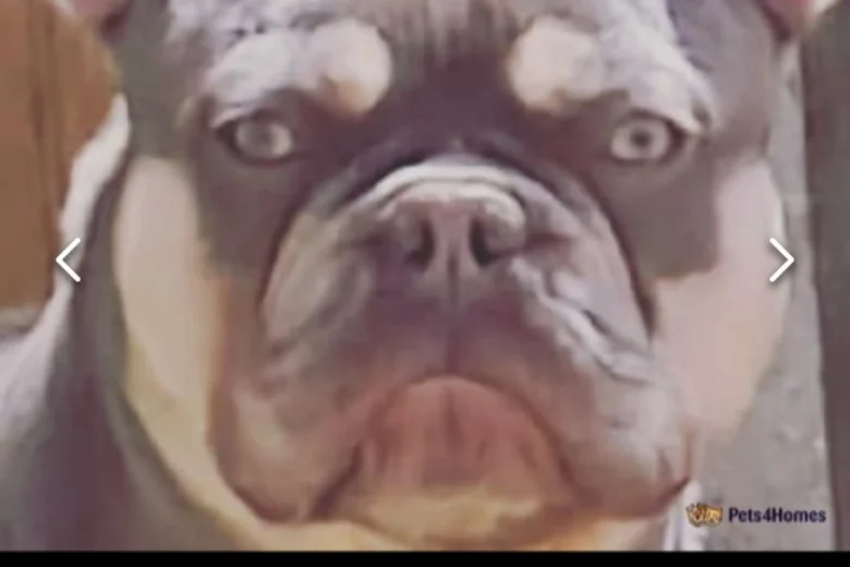 French Bulldog