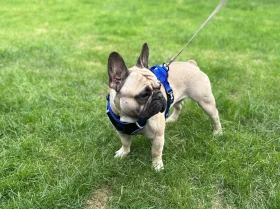 French Bulldog