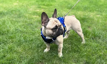 French Bulldog