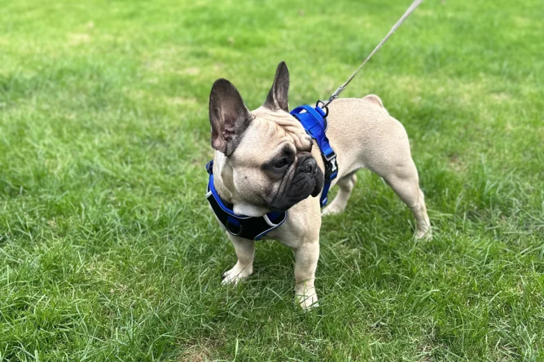 French Bulldog