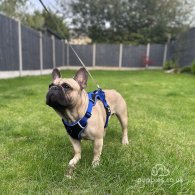 French Bulldog