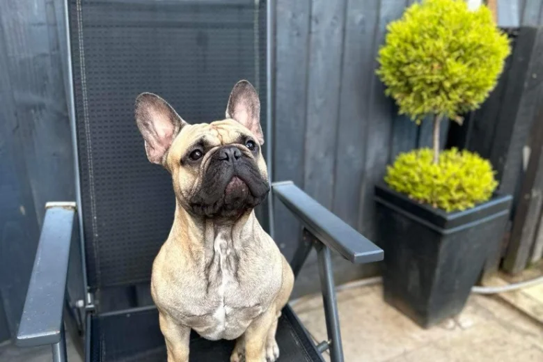 French Bulldog