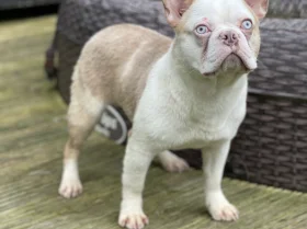 French Bulldog