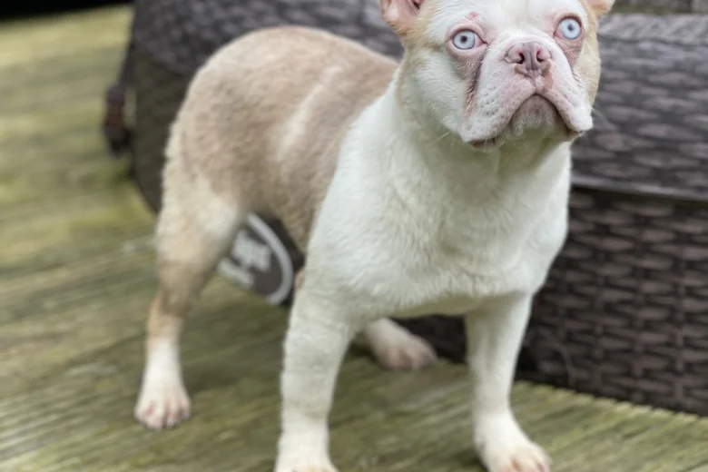 French Bulldog