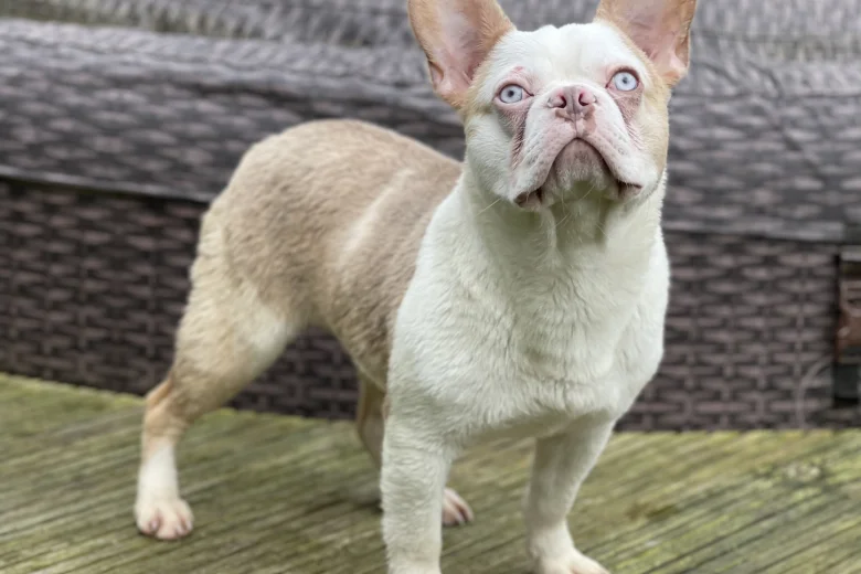 French Bulldog