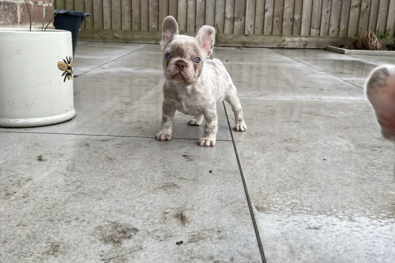 French Bulldog