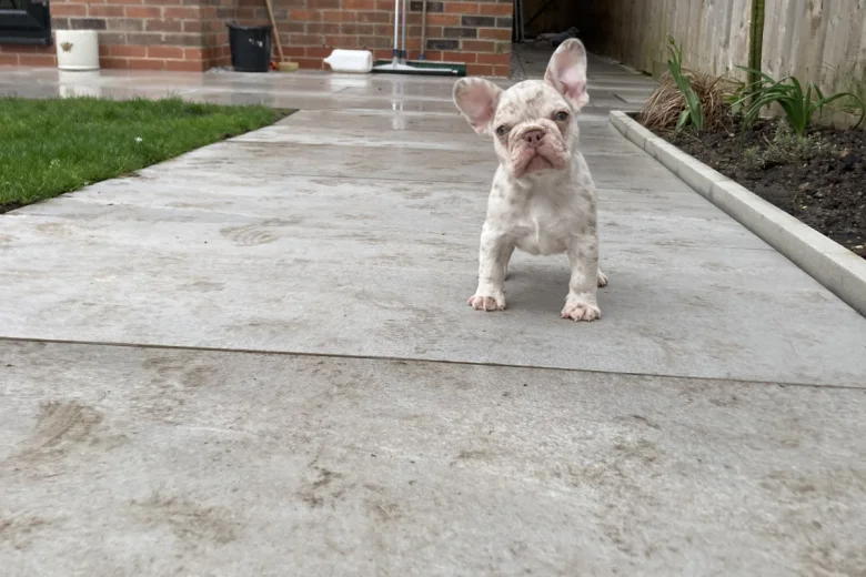 French Bulldog