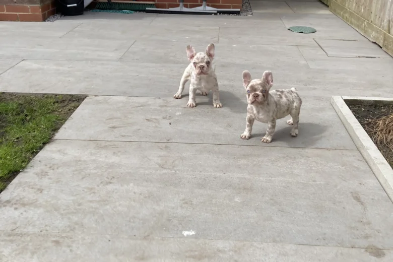 French Bulldog