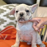 French Bulldog - Both