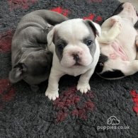 French Bulldog - Both