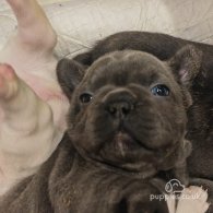 French Bulldog - Both