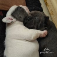 French Bulldog - Both