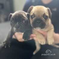 French Bulldog - Both