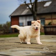 German Shepherd (Alsatian) - Both