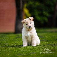 German Shepherd (Alsatian) - Both