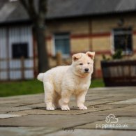 German Shepherd (Alsatian) - Both