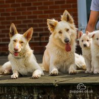 German Shepherd (Alsatian) - Both