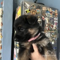 German Shepherd (Alsatian) - Both