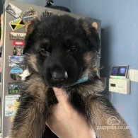 German Shepherd (Alsatian) - Both