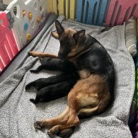 German Shepherd (Alsatian) - Both