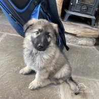 German Shepherd (Alsatian) - Both