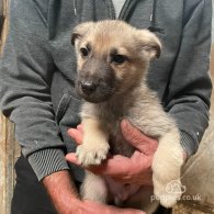 German Shepherd (Alsatian) - Both