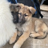 German Shepherd (Alsatian) - Both