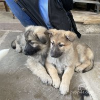 German Shepherd (Alsatian) - Both