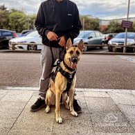 German Shepherd (Alsatian) - Both