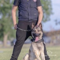 German Shepherd (Alsatian) - Both