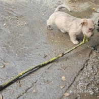 Glen of Imaal Terrier - Both