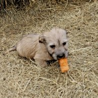 Glen of Imaal Terrier - Both