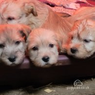 Glen of Imaal Terrier - Both