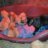 Glen of Imaal Terrier - Both