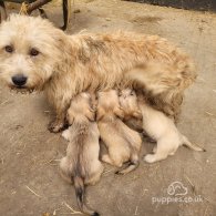 Glen of Imaal Terrier - Both