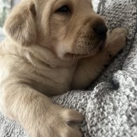 Golden Retriever - Both