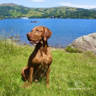 Hungarian Vizsla