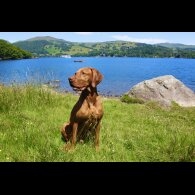 Hungarian Vizsla