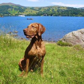 Hungarian Vizsla